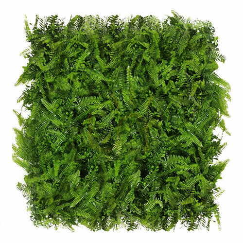 Prüfen Grüne Wand Farn 40x60cm
