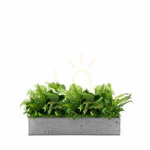 Befüllen des Fresh Rain-Topfes mit Pflanzen small 0