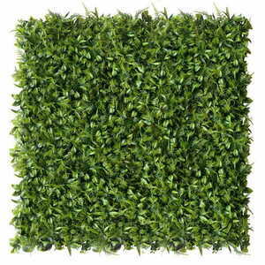 Peperomia grüne Wand 40x60cm small 1