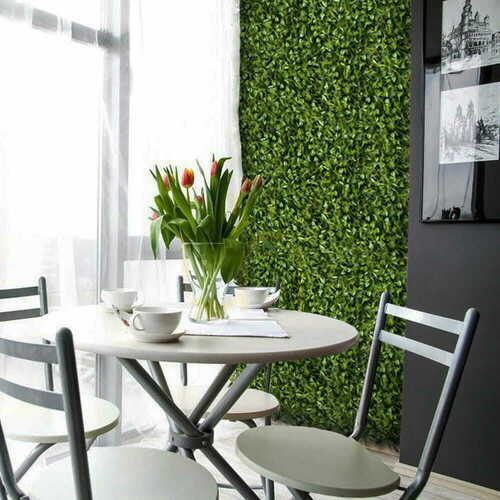 Prüfen Peperomia grüne Wand 40x60cm