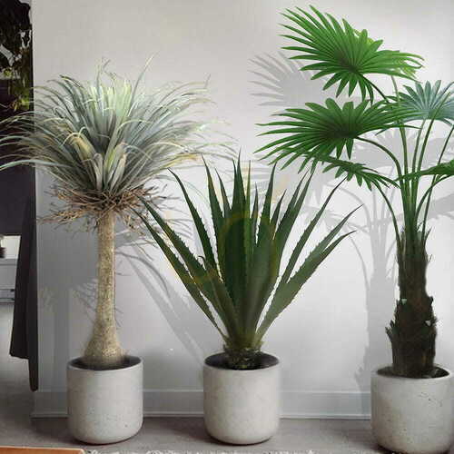 Prüfen Dekorative Pflanze Agave Americana 100cm