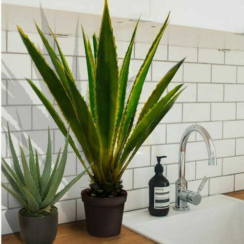 Prüfen Agave Americana Zierpflanze 120cm