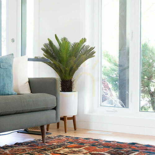 Prüfen Künstliche Pflanze Sagittarius Cycas 80cm