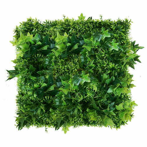 Prüfen Grüne Hedera Wand 50x50cm