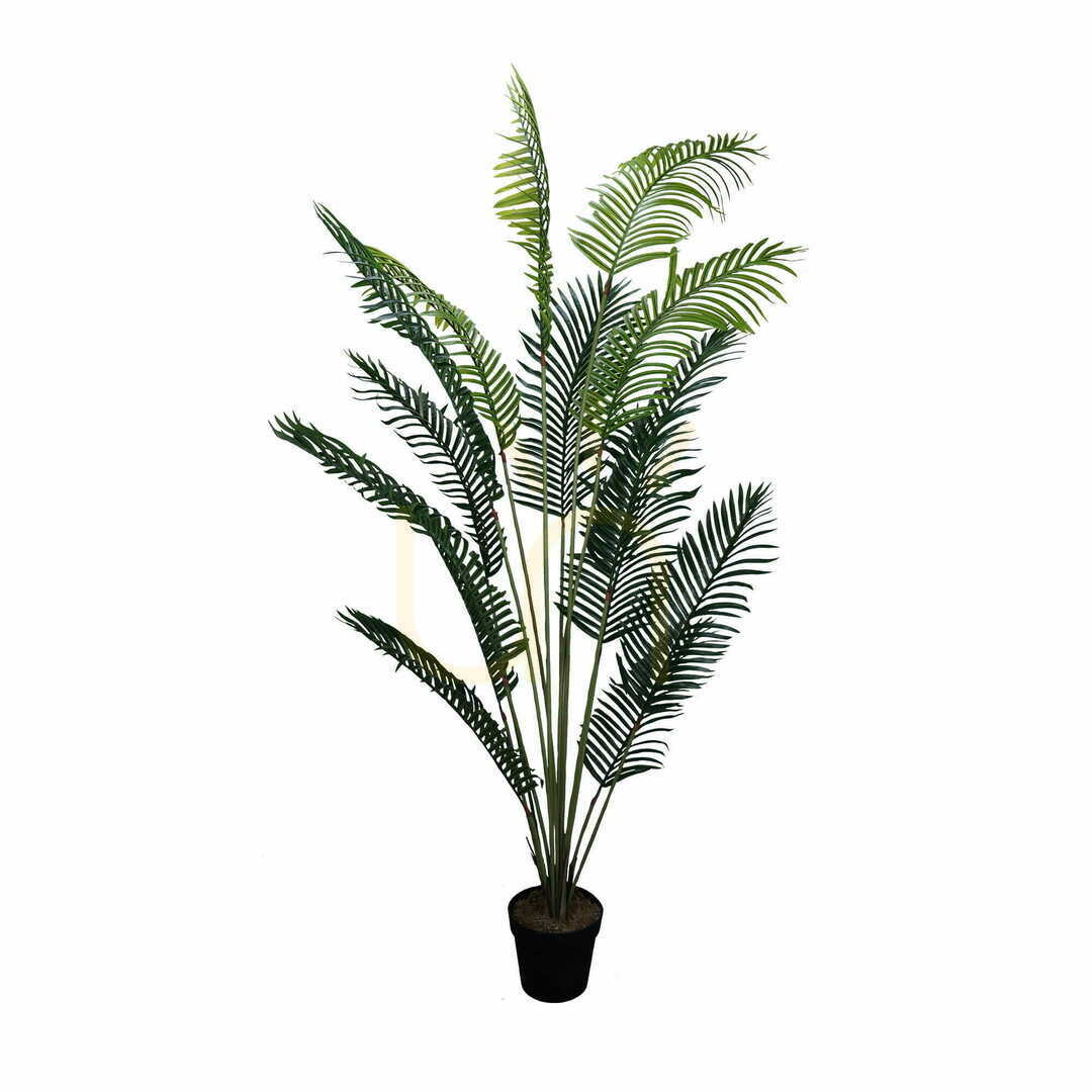 Prüfen Dekorative Pflanze Palm Lutescens 200 cm Dekorative Pflanze Palm Lutescens 200 cm