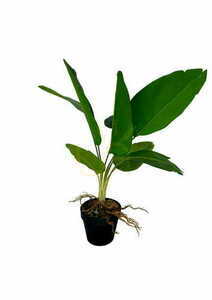 Künstliche Difenbachia Pflanze 55 cm small 2