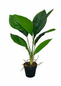 Künstliche Aspidistra-Pflanze 62 cm 0 Künstliche Aspidistra-Pflanze 62 cm small 0