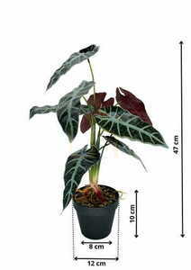 Künstliche Pflanze Allocasia 47 cm small 1