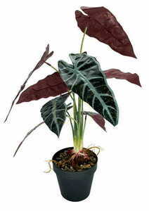 Künstliche Pflanze Allocasia 47 cm small 2