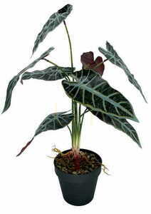 Künstliche Pflanze Allocasia 47 cm small 3