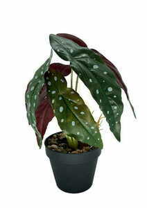 Künstliche Begonie Korallenpflanze 36 cm 2 Künstliche Begonie Korallenpflanze 36 cm small 2