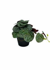 Künstliche Pilea Pflanze 19 cm small 2
