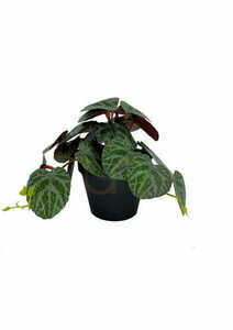 Künstliche Pilea Pflanze 19 cm small 3