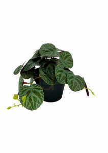 Künstliche Pilea Pflanze 19 cm small 0
