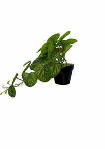 Künstliche Pilea Pflanze 37 cm small 2