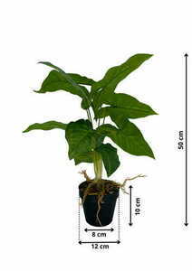 Künstliche Syngonium Pflanze 50 cm small 1