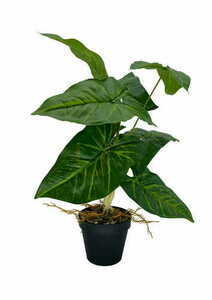 Künstliche Syngonium Pflanze 50 cm small 2