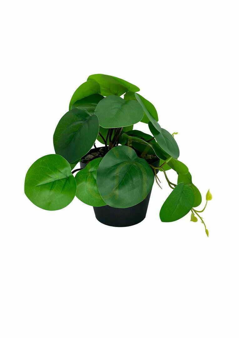 Vorschau Künstliche Pilea Pflanze 20 cm Künstliche Pilea Pflanze 20 cm