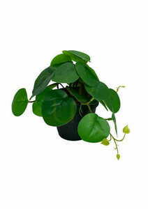 Künstliche Pilea Pflanze 20 cm 3 Künstliche Pilea Pflanze 20 cm small 3