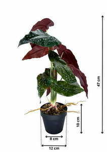 Künstliche Begonie Rosie Pflanze 47 cm 1 Künstliche Begonie Rosie Pflanze 47 cm small 1