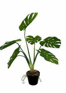 Künstliche Monstera Pflanze 65 cm small 4