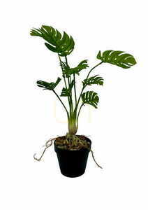 Künstliche Monstera Pflanze 53 cm small 2
