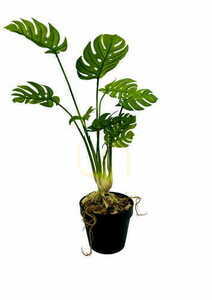 Künstliche Monstera Pflanze 53 cm small 3
