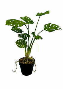Künstliche Monstera Pflanze 53 cm small 4