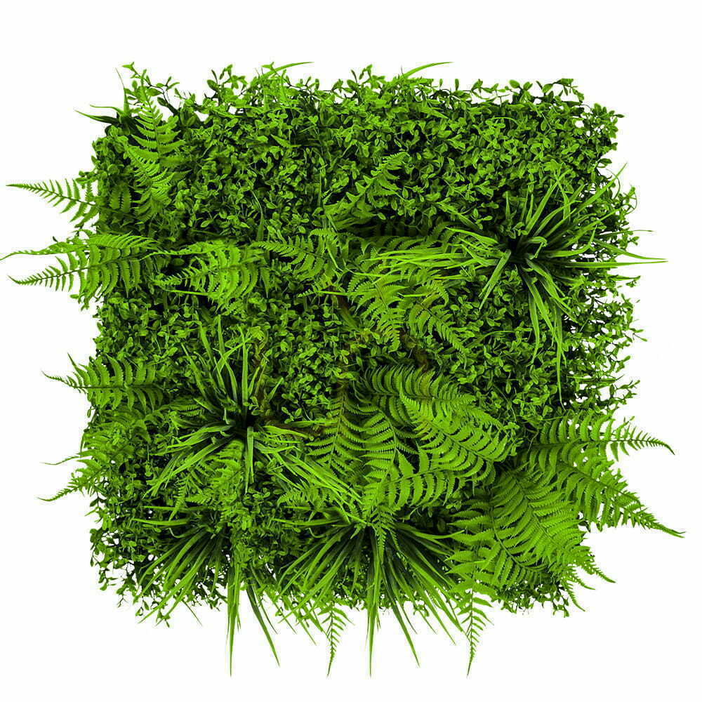 Grön vägg Fern 50x50cm