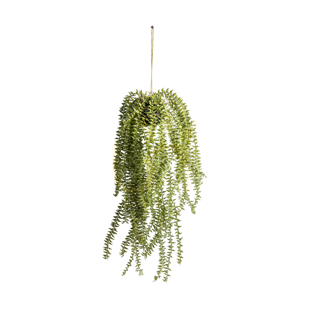 Prüfen Hängender Schachtelhalm-Kaktus Grün 58 cm Eisen Kunststoff Gallery Direct 5059413399480 Hängender Schachtelhalm-Kaktus Grün 58 cm Eisen Kunststoff Gallery Direct 5059413399480