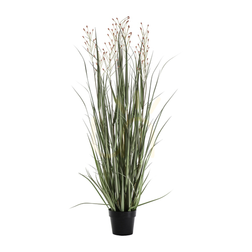 Prüfen Topfgras 9 Köpfe 155 cm grün rotbraun Gallery Direct