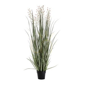 Topfgras mit 9 Büscheln 155 cm grün rotbraun Gallery Direct small 0