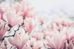 Fototapete Blumen, rosa Magnolie, Frühling, Schlafzimmer Fototapete small 0